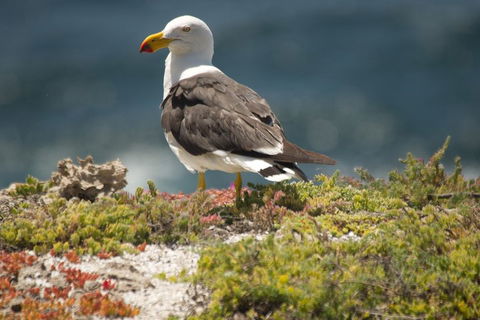 From The Mountains To The Bay - 4 Day Rediscovery Small Group Tour - Tourism Adelaide 1