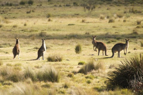 From The Mountains To The Bay - 4 Day Rediscovery Small Group Tour - Tourism Adelaide 4