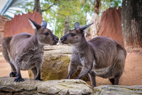 Australia Multi-City Attractions Pass - Tourism Adelaide 4