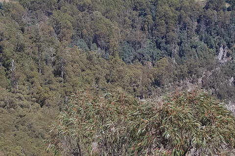 Leven Canyon Day Trip Including Wings Wildlife Park Or Gunns Plains Caves - Tourism Adelaide 4