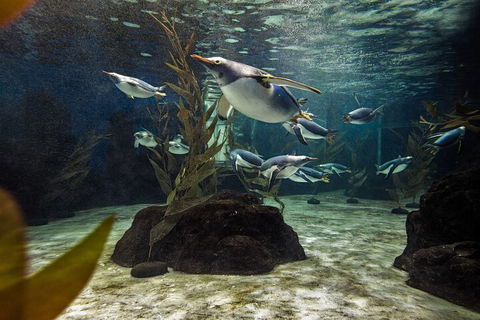 SEA LIFE Sydney Aquarium Entrance Ticket - Tourism Adelaide 0