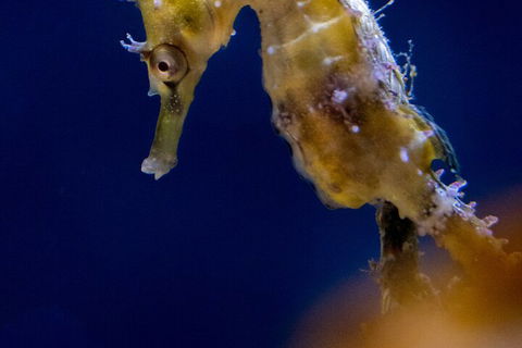 SEA LIFE Sydney Aquarium Entrance Ticket - Tourism Adelaide 4