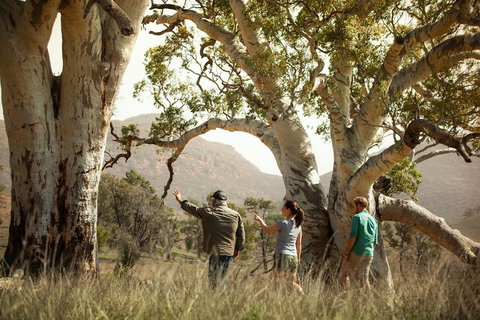 Yura Udnyu - Our Culture, Your Culture (Aboriginal Cultural Walk) - Tourism Adelaide 5