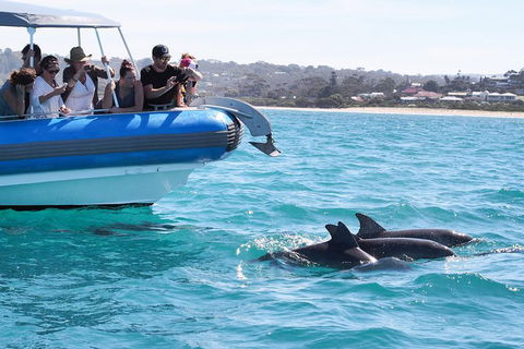 Seal Island Boat Tour From Victor Harbor - Tourism Adelaide 5