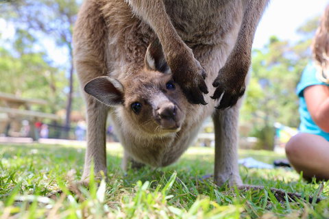 Luxury Hunter Valley Wildlife, Wine & Vodka Tasting Tour From Sydney - Tourism Adelaide 3