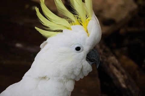 Cairns ZOOM And Wildlife Dome - Tourism Adelaide 2