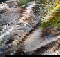 Kuranda Koala Gardens and Birdworld Admission Tickets - Tourism Adelaide