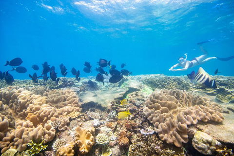 Outer Reef Pontoon Experience From Cairns - Tourism Adelaide 4