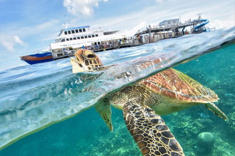 Outer Reef Pontoon Experience From Cairns - Tourism Adelaide 5