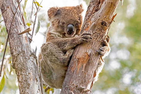 Wild Australian Wildlife 4WD Tour From Sydney - Tourism Adelaide 1