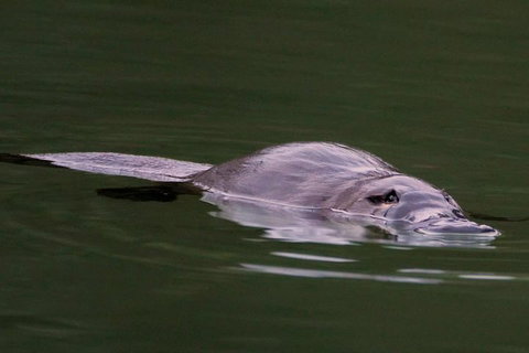 Wild Australian Wildlife 4WD Tour From Sydney - Tourism Adelaide 2