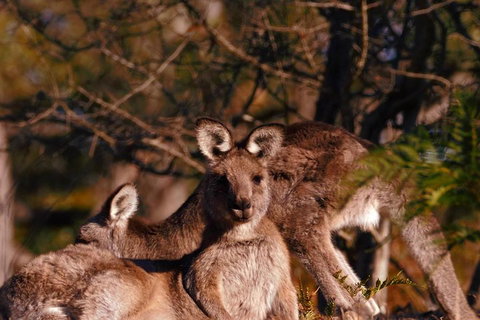 Wild Australian Wildlife 4WD Tour From Sydney - Tourism Adelaide 3