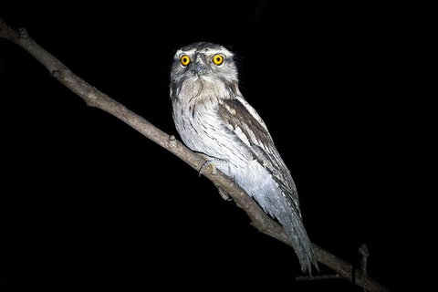 Wild Australian Wildlife 4WD Tour From Sydney - Tourism Adelaide 4