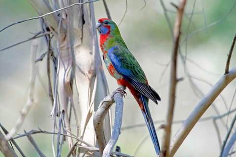 Wild Australian Wildlife 4WD Tour From Sydney - Tourism Adelaide 5