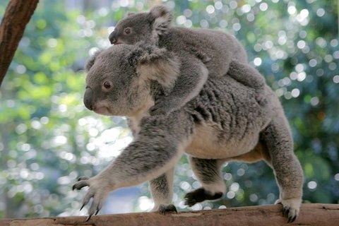 Lone Pine Koala Sanctuary Admission With Brisbane River Cruise - Tourism Adelaide 0