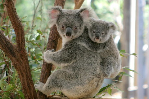 Lone Pine Koala Sanctuary Admission With Brisbane River Cruise - Tourism Adelaide 3