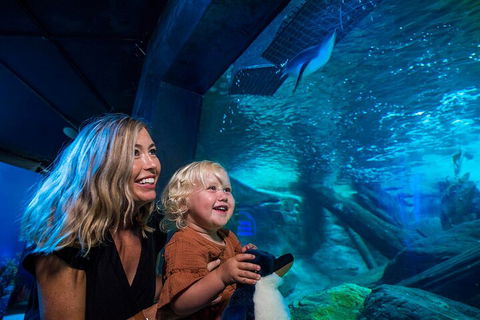 SEA LIFE Sunshine Coast Aquarium Entrance Ticket - Tourism Adelaide 0