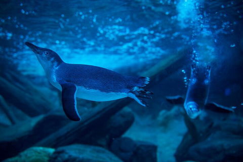 SEA LIFE Sunshine Coast Aquarium Entrance Ticket - Tourism Adelaide 1