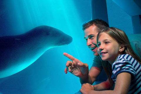 SEA LIFE Sunshine Coast Aquarium Entrance Ticket - Tourism Adelaide 2
