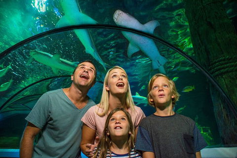 SEA LIFE Sunshine Coast Aquarium Entrance Ticket - Tourism Adelaide 3