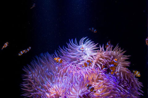 SEA LIFE Sunshine Coast Aquarium Entrance Ticket - Tourism Adelaide 4