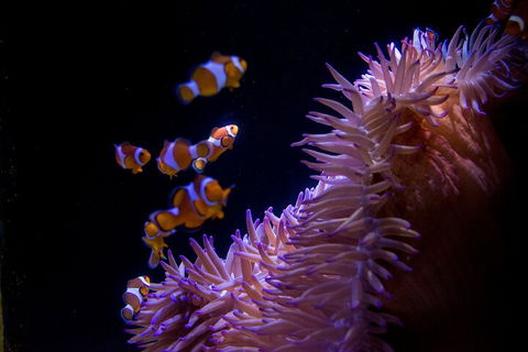 SEA LIFE Sunshine Coast Aquarium Entrance Ticket - Tourism Adelaide 5