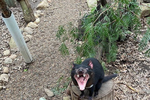 Featherdale Wildlife Park General Admission - Tourism Adelaide 1
