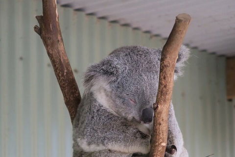 Featherdale Wildlife Park General Admission - Tourism Adelaide 3