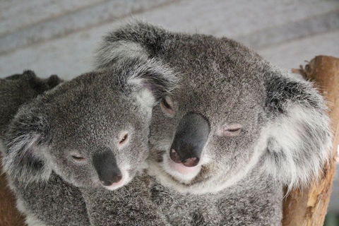 Featherdale Wildlife Park General Admission - Tourism Adelaide 4