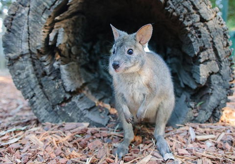 Featherdale Wildlife Park General Admission - Tourism Adelaide 5