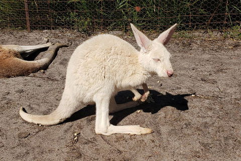 Very Best Of Perth Tour - Wildlife Park & City Highlights Tour - Tourism Adelaide 3