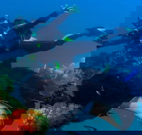 Scuba Dive the S.S. Yongala Wreck on the Great Barrier Reef. - Tourism Adelaide
